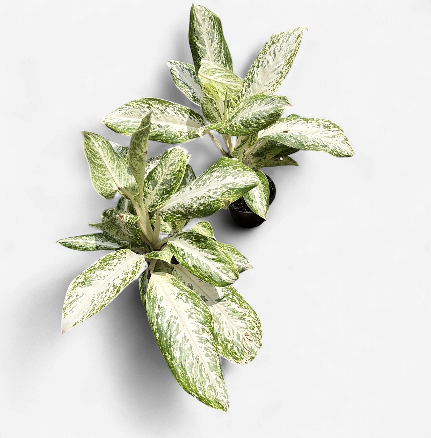 6" Aglaonema Silver Sceptor