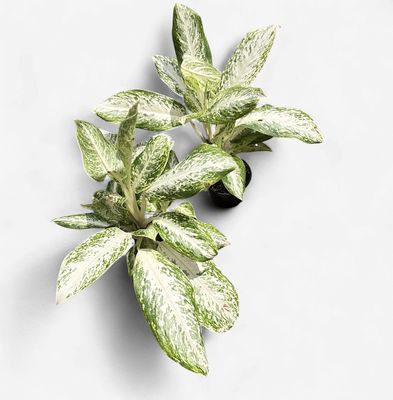 6" Aglaonema Silver Sceptor