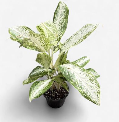 6" Aglaonema Silver Sceptor