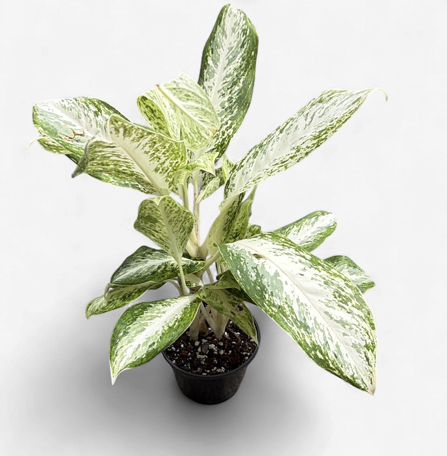 6" Aglaonema Silver Sceptor