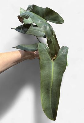 4" Philodendron Atabapoense