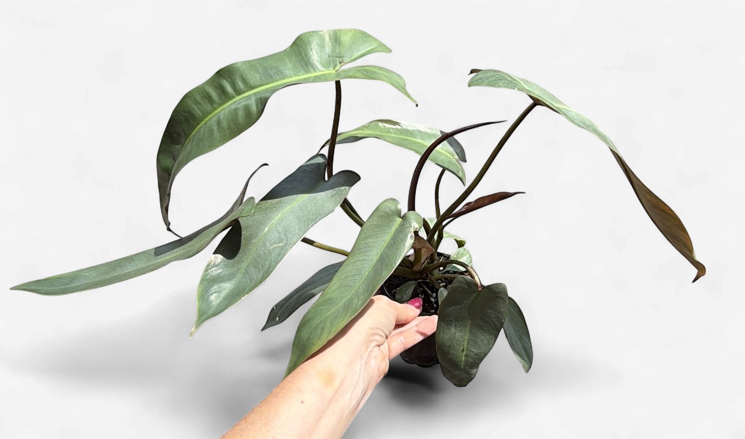 4" Philodendron Atabapoense