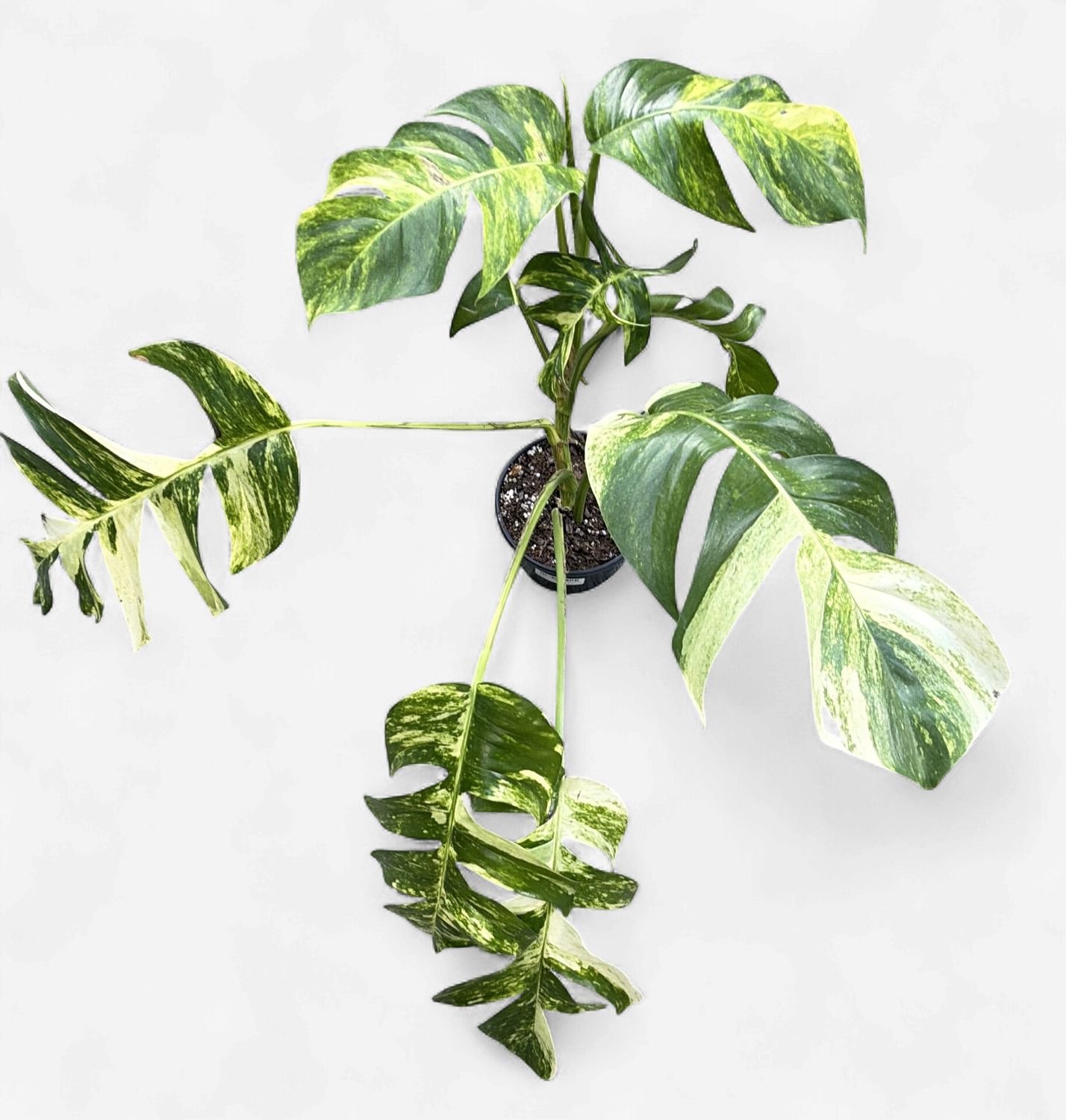 6" Epipremnum pinnatum 'Golden Flame'