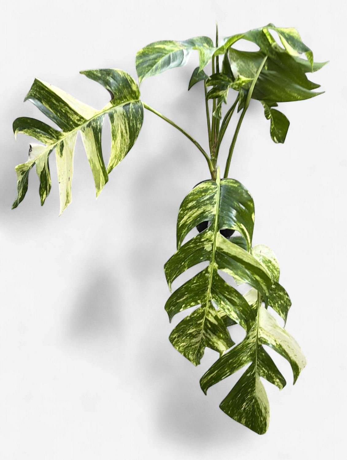 6" Epipremnum pinnatum 'Golden Flame'