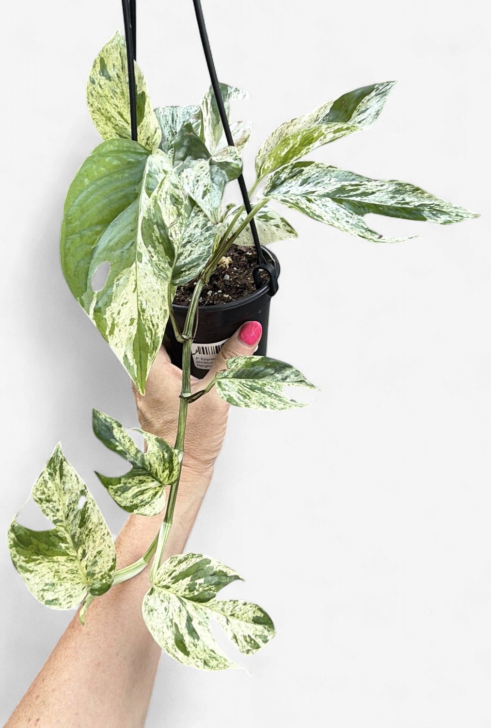4" Epipremnum pinnatum marble Hanging Basket