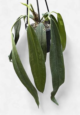 4" Anthurium Wendlingeri Hanging Basket