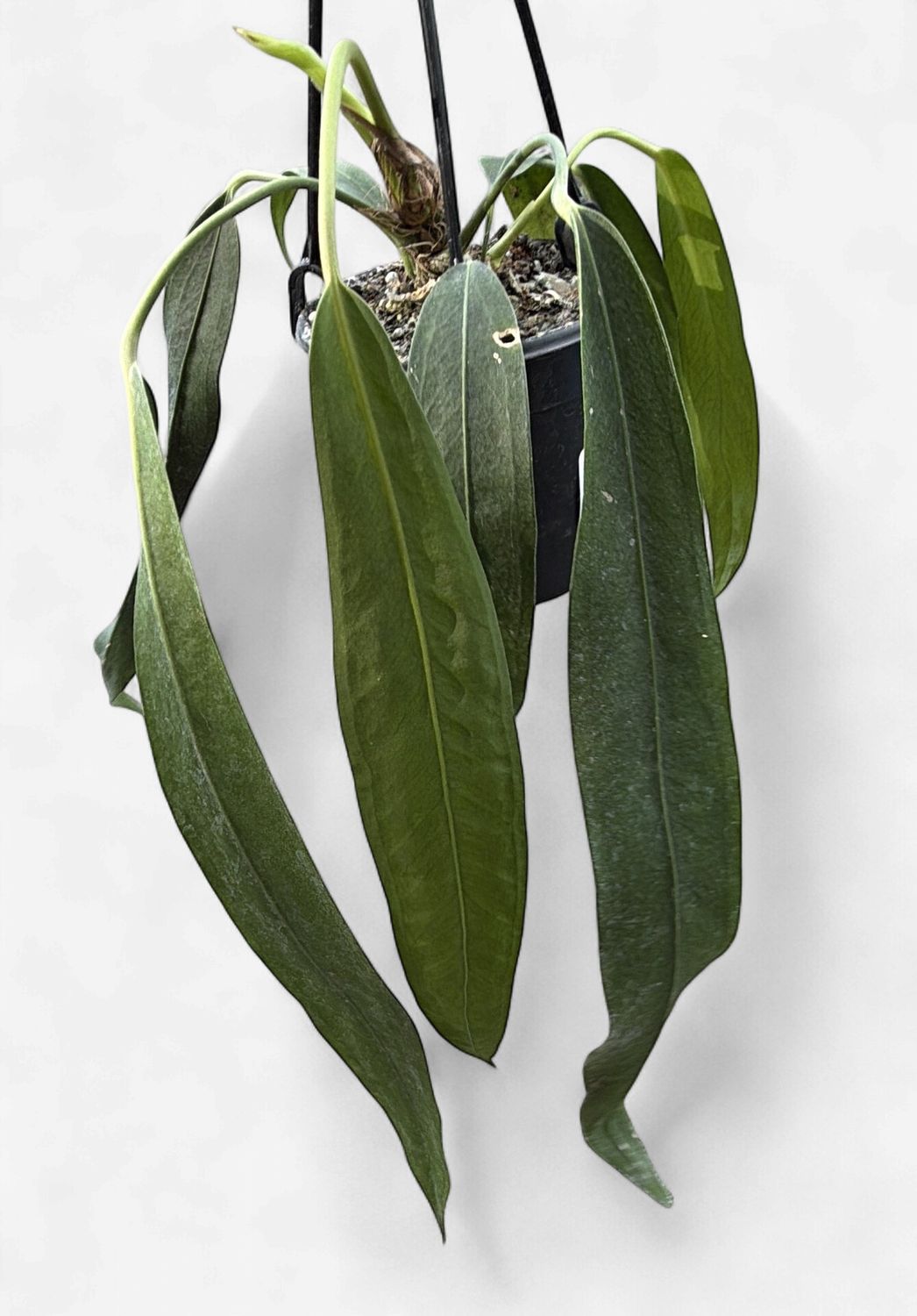 4" Anthurium Wendlingeri Hanging Basket