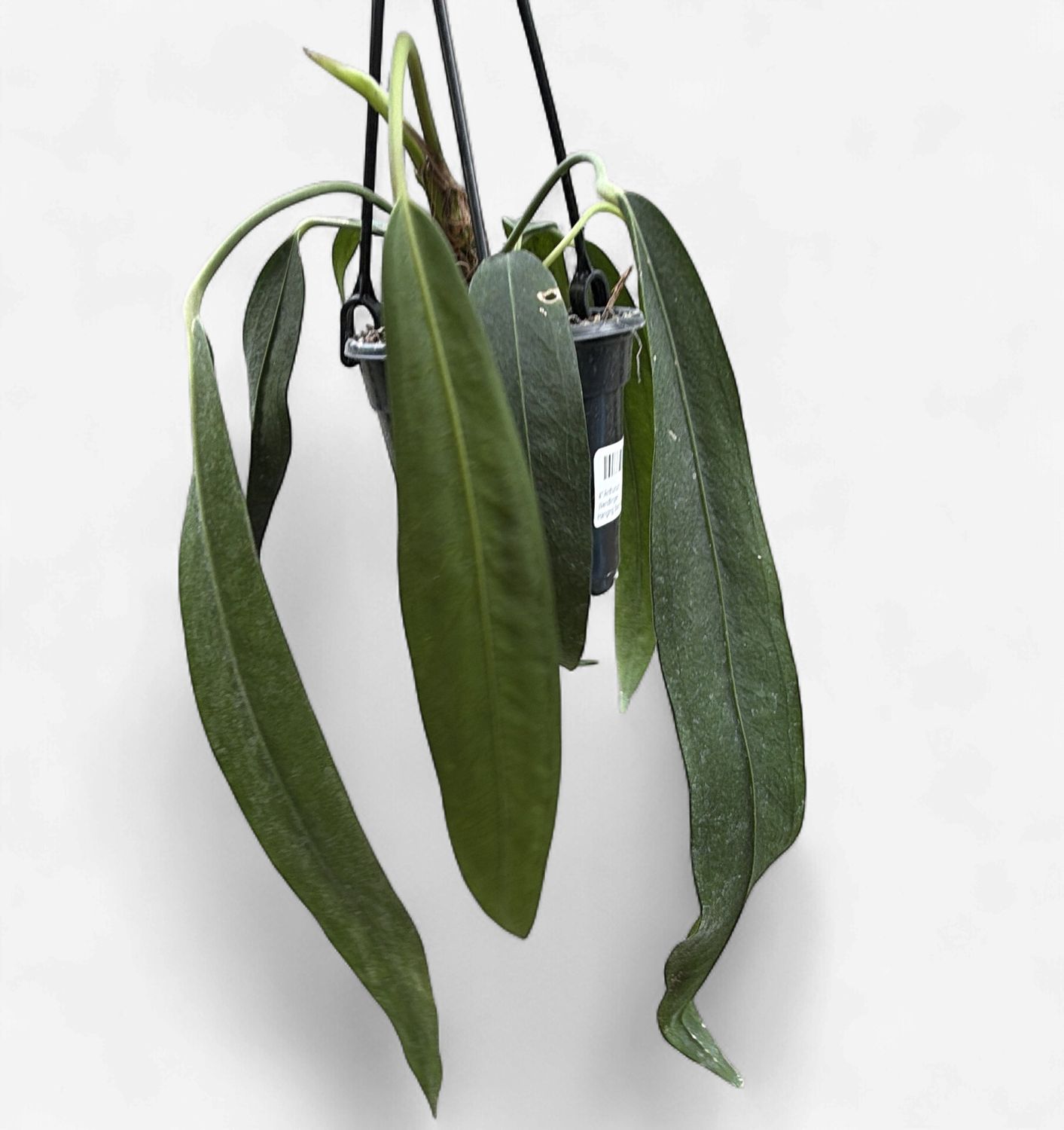 4" Anthurium Wendlingeri Hanging Basket