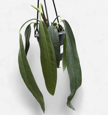 4" Anthurium Wendlingeri Hanging Basket