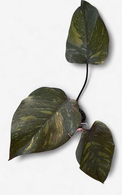 4" Philodendron Orange Princess Galaxy