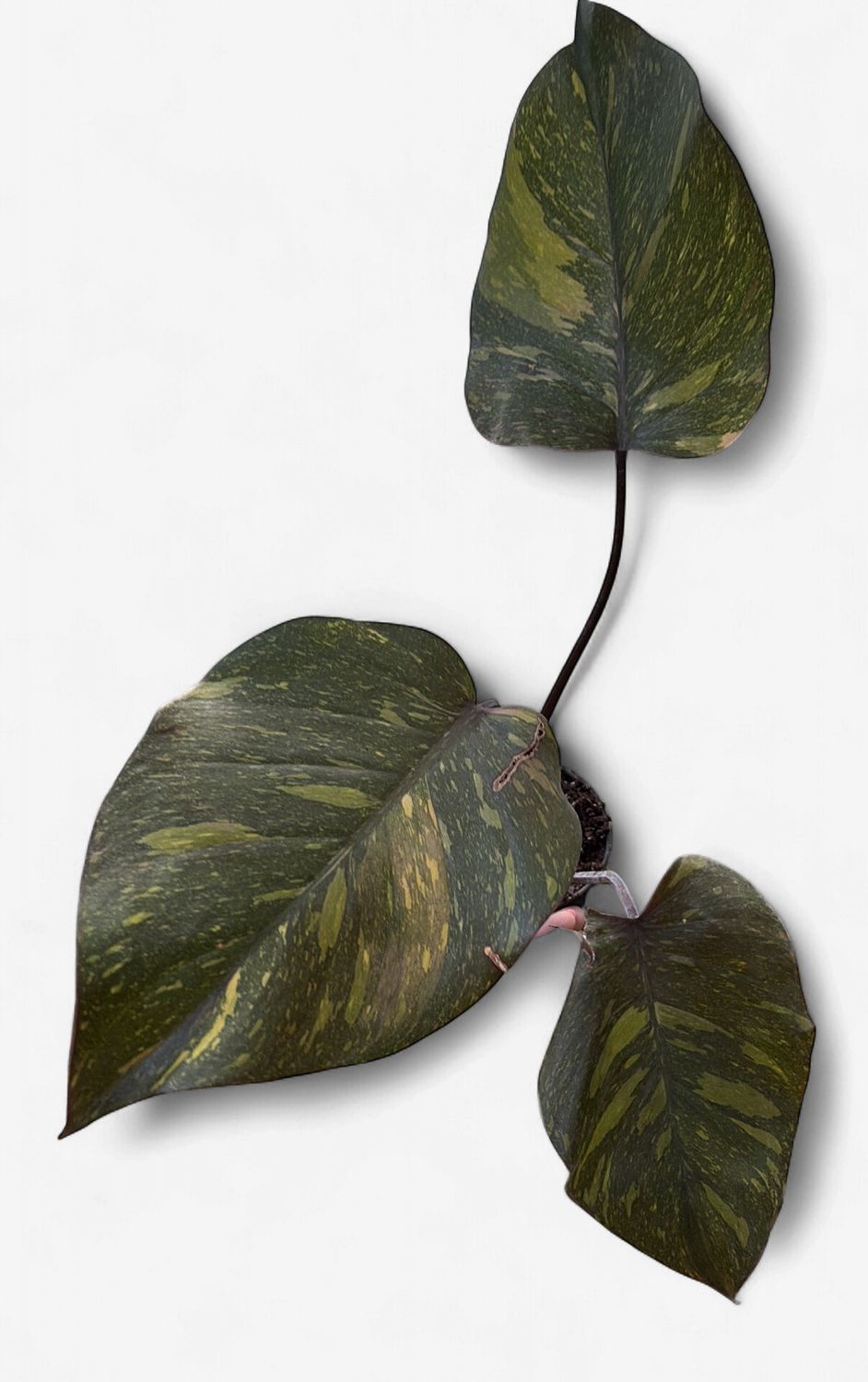 4" Philodendron Orange Princess Galaxy