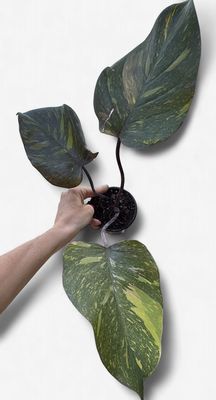4" Philodendron Orange Princess Galaxy
