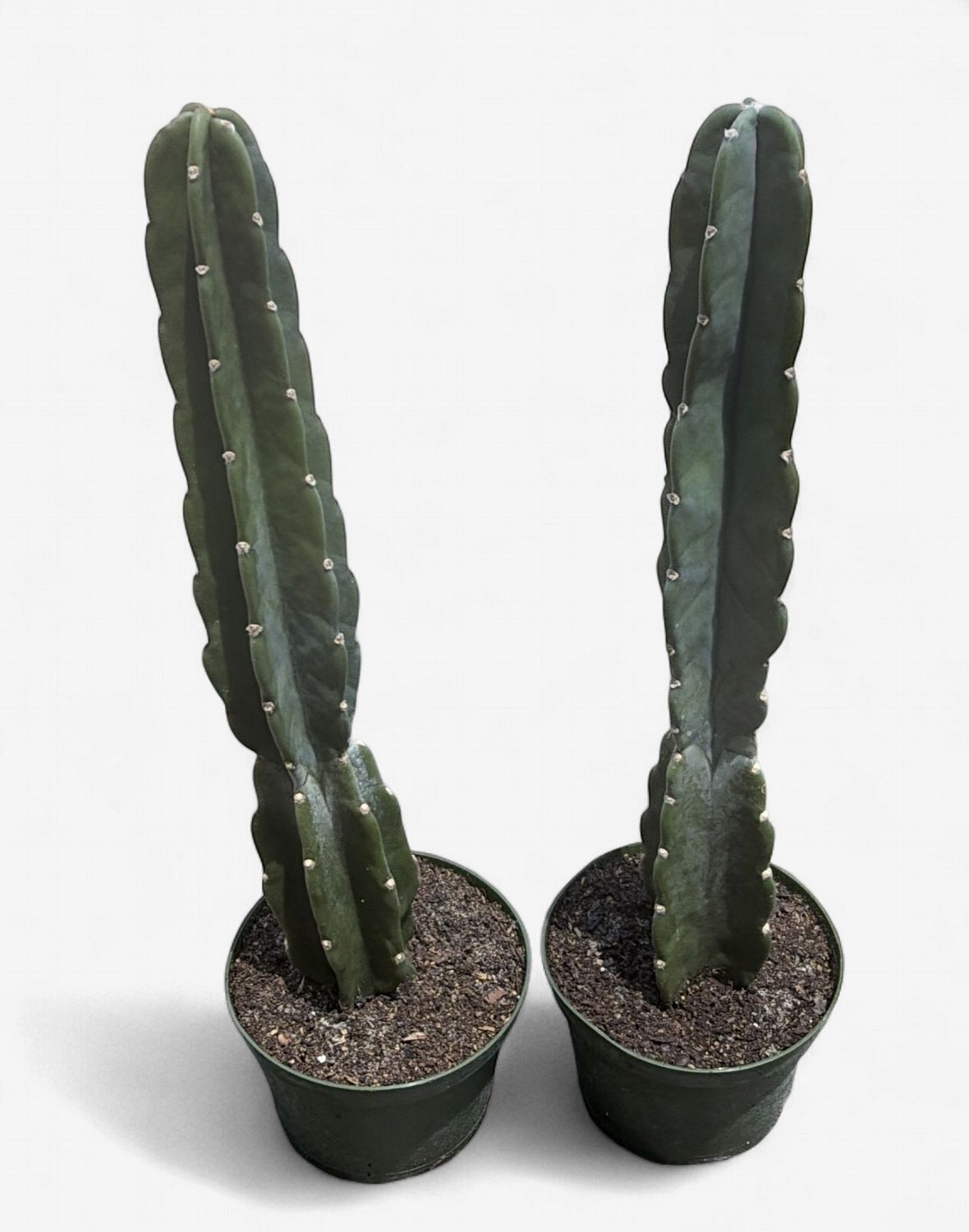 6" Cuddly Cactus (Cereus jamacu)