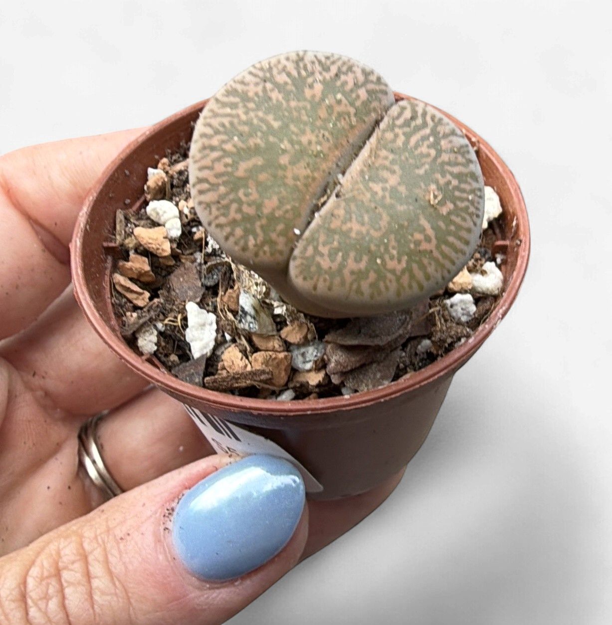 2" Lithops (Living Stones)