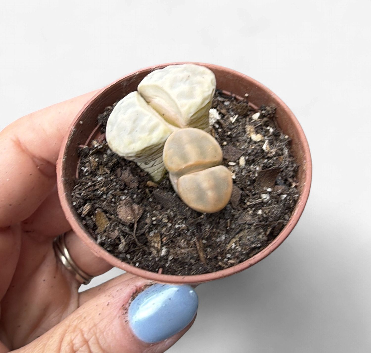 2" Lithops (Living Stones)