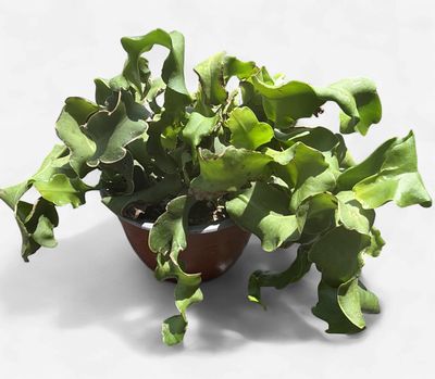 6" Curly Orchid Cactus