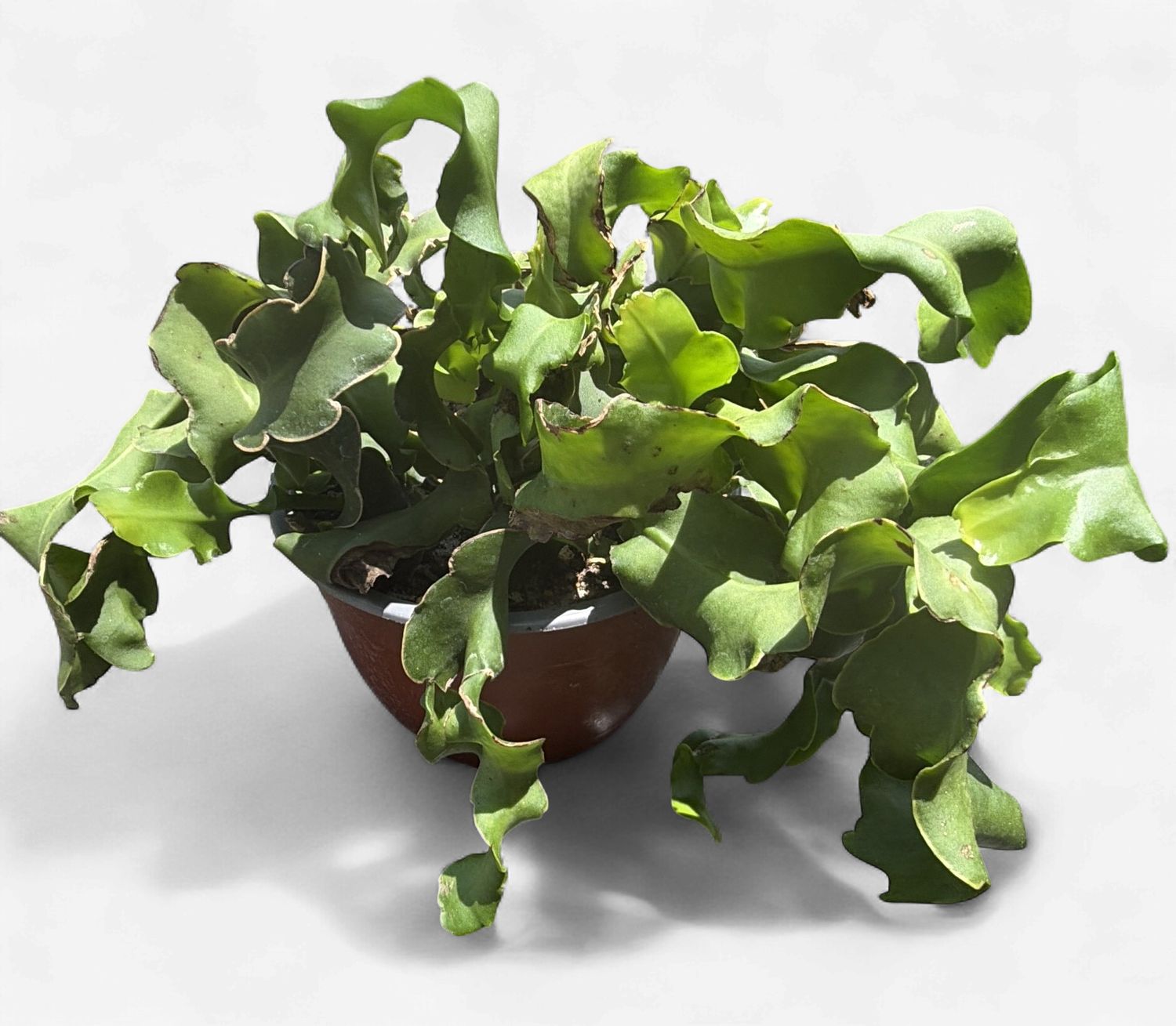 6" Curly Orchid Cactus