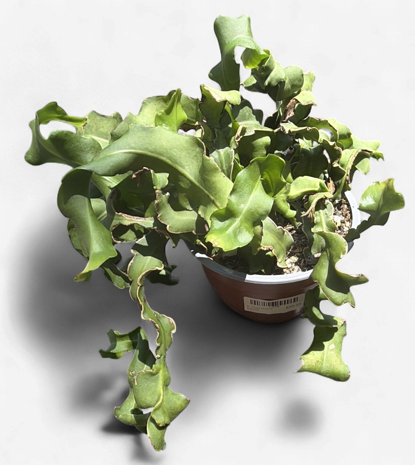 6" Curly Orchid Cactus