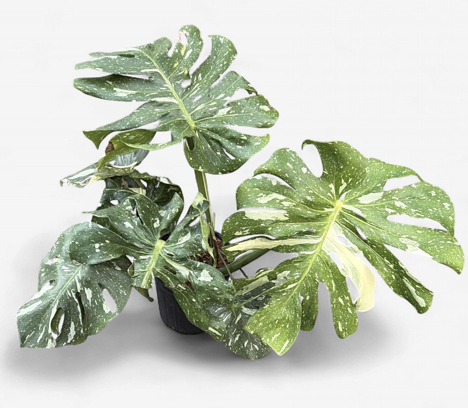 10" Monstera deliciosa Thai Contellation
