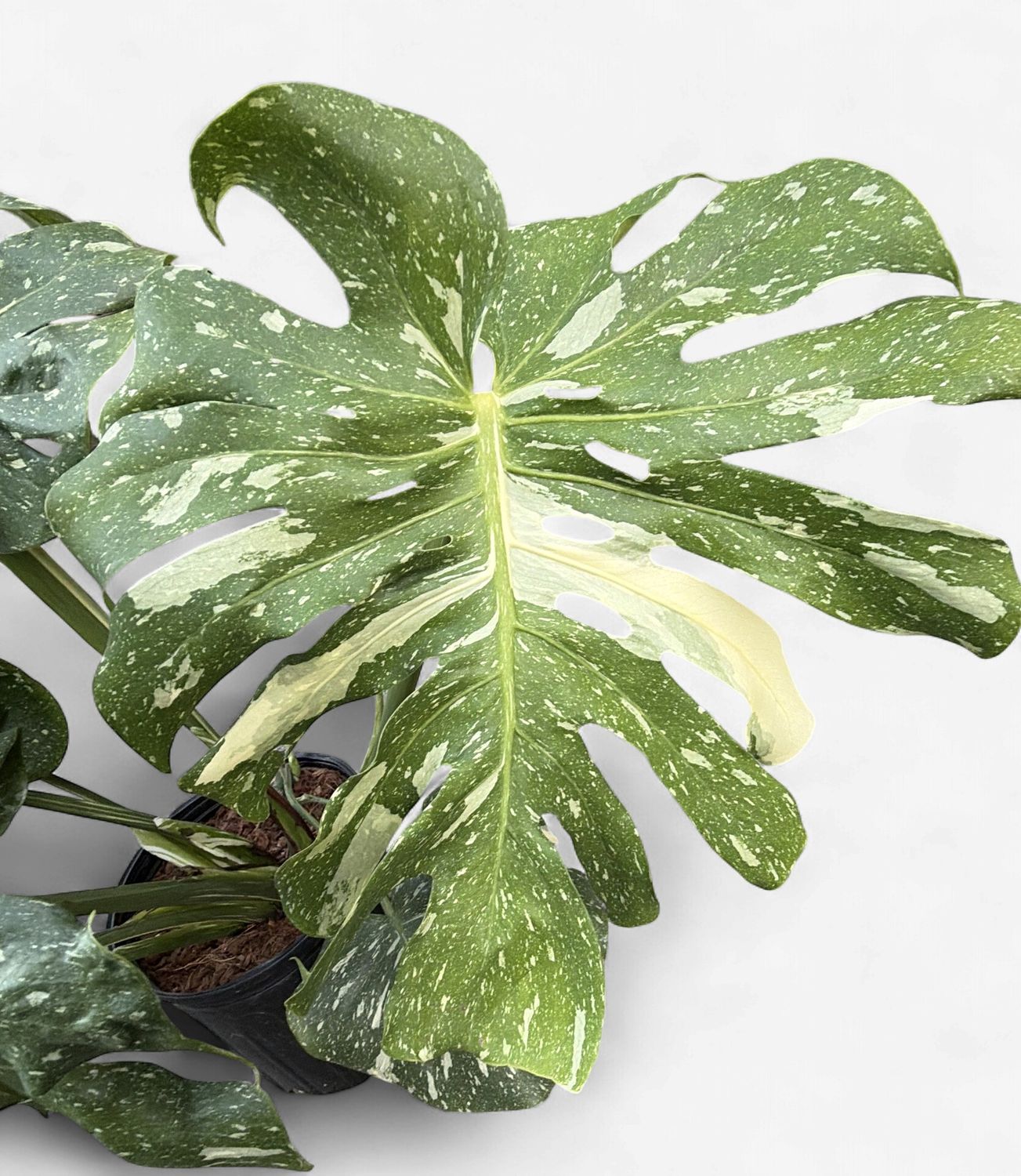 10" Monstera deliciosa Thai Contellation