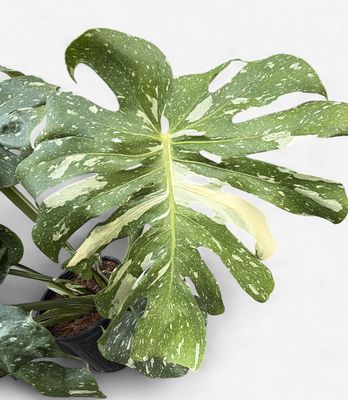10" Monstera deliciosa Thai Contellation