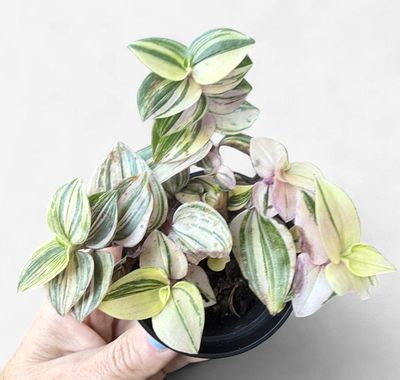 2.5" Tradescantia Mundula Lisa Quadricolor
