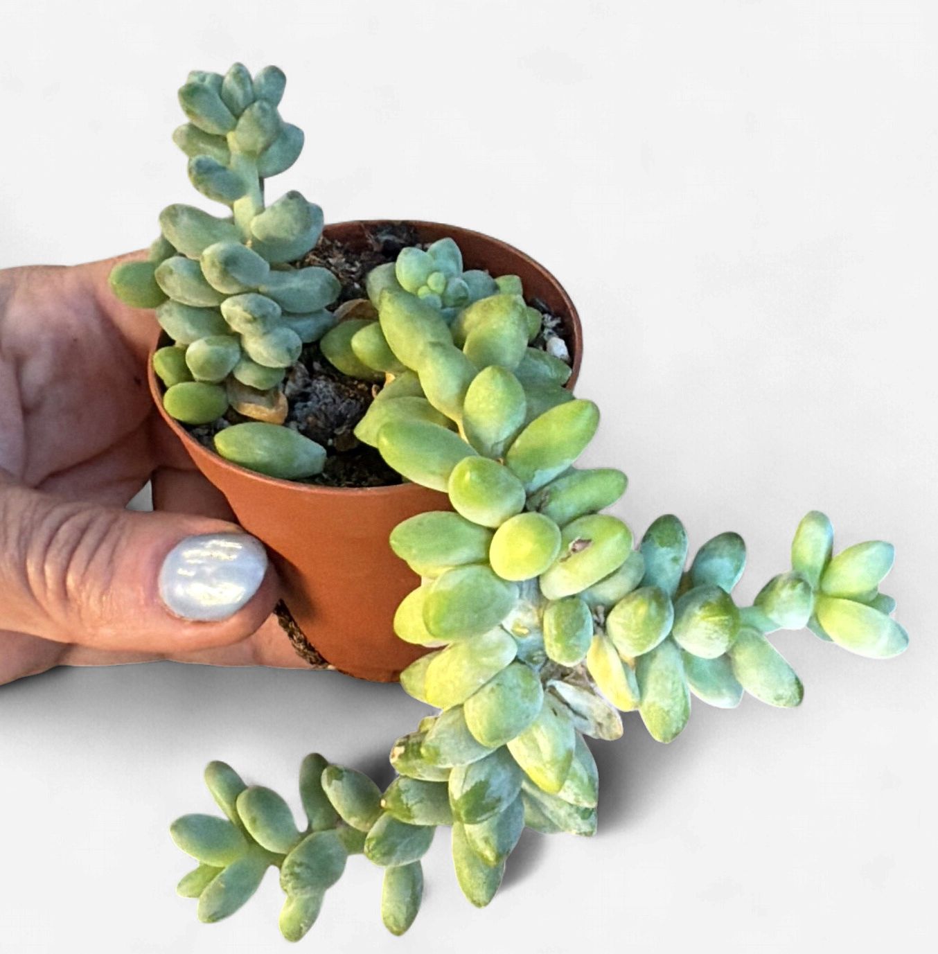 2" Donkey Tail