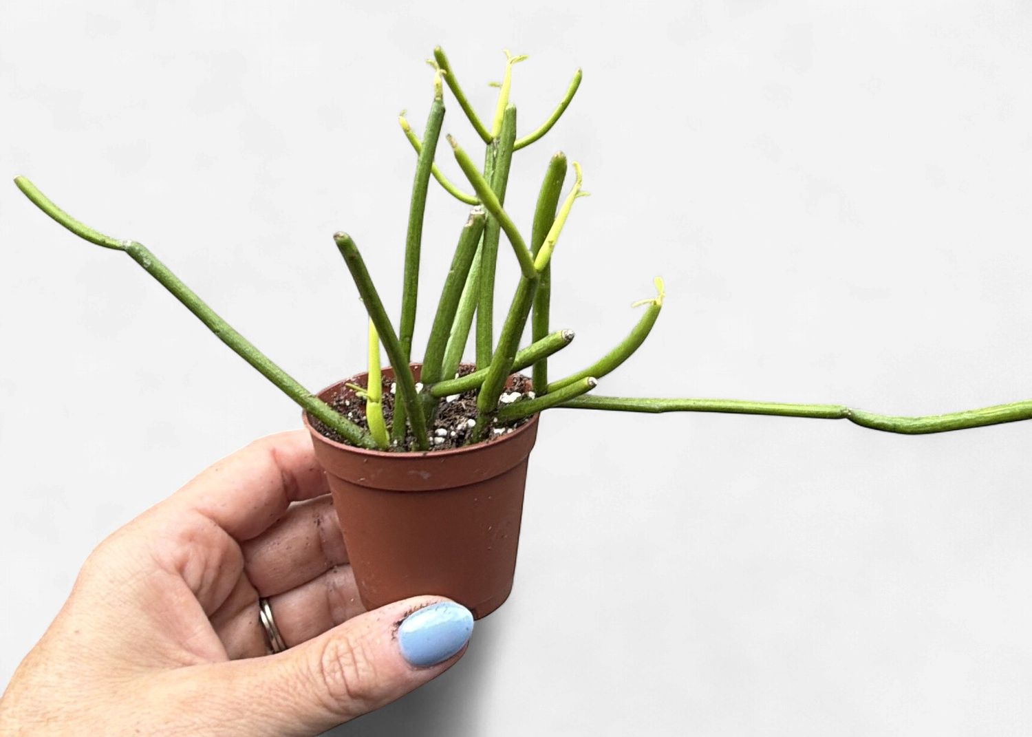 2" Euphorbia tirucalli 'Firesticks'