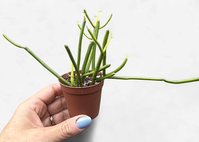 2" Euphorbia tirucalli 'Firesticks'