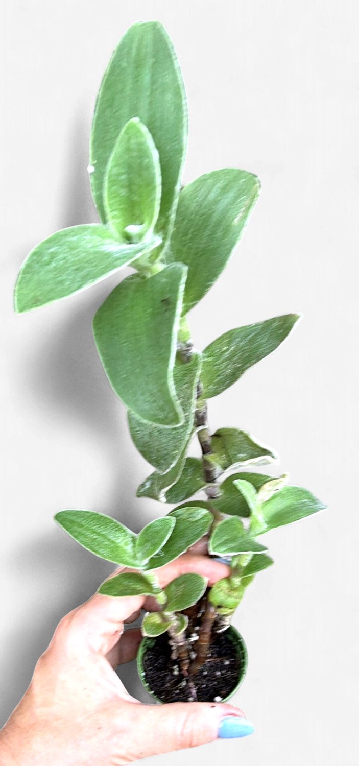 4" Tradescantia sillamontana 'Velvet White'