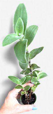 4" Tradescantia sillamontana 'Velvet White'