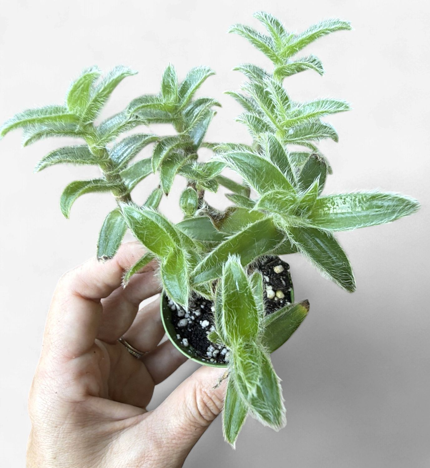 4" Tradescantia somaliensis 'Kitten Ears'