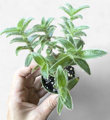 4" Tradescantia somaliensis 'Kitten Ears'