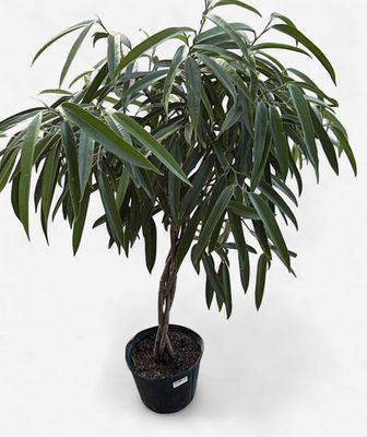 10" Ficus Alii Braid