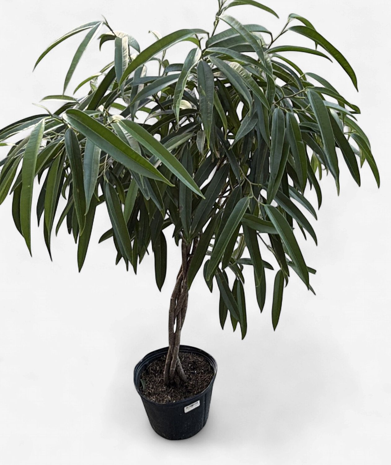10" Ficus Alii Braid