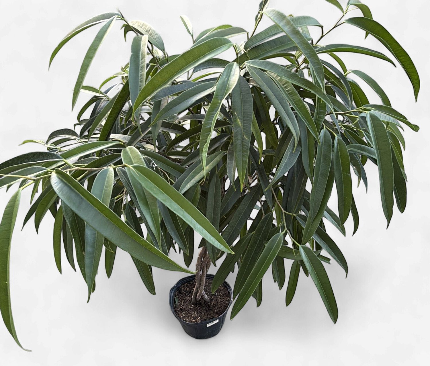 10" Ficus Alii Braid