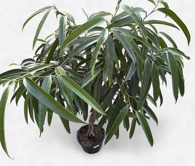 10" Ficus Alii Braid
