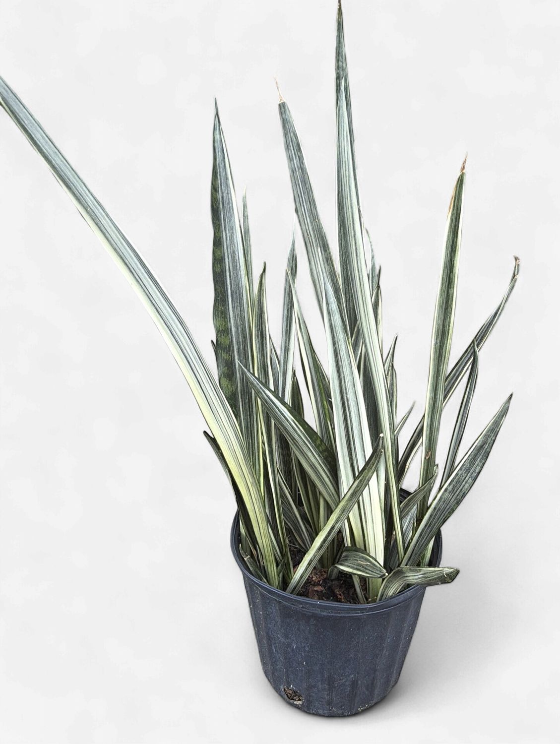 10" Sansevieria trifasciata Bantel's Sensation