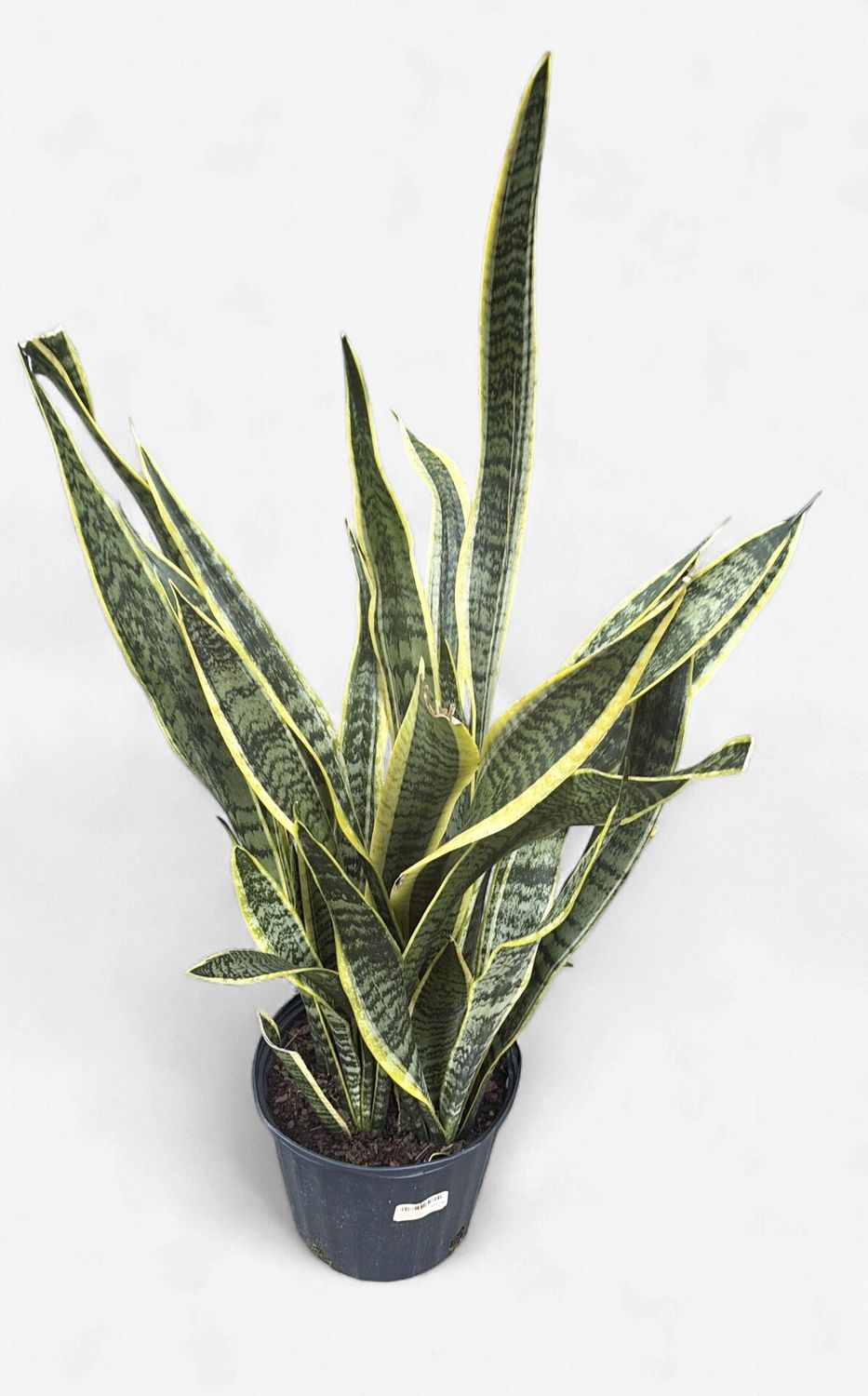 10" Sansevieria trifasciata 'Laurentii'