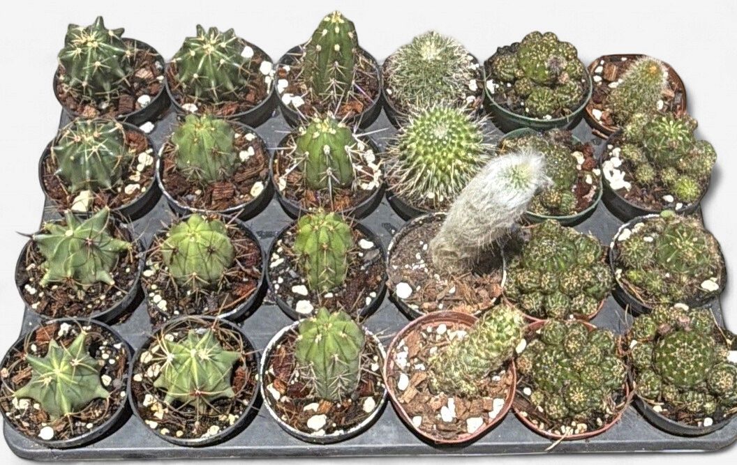3" Assorted Cactus