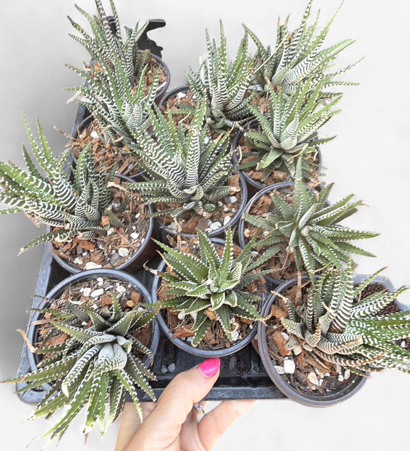 3" Assorted Haworthia