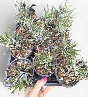 3" Assorted Haworthia
