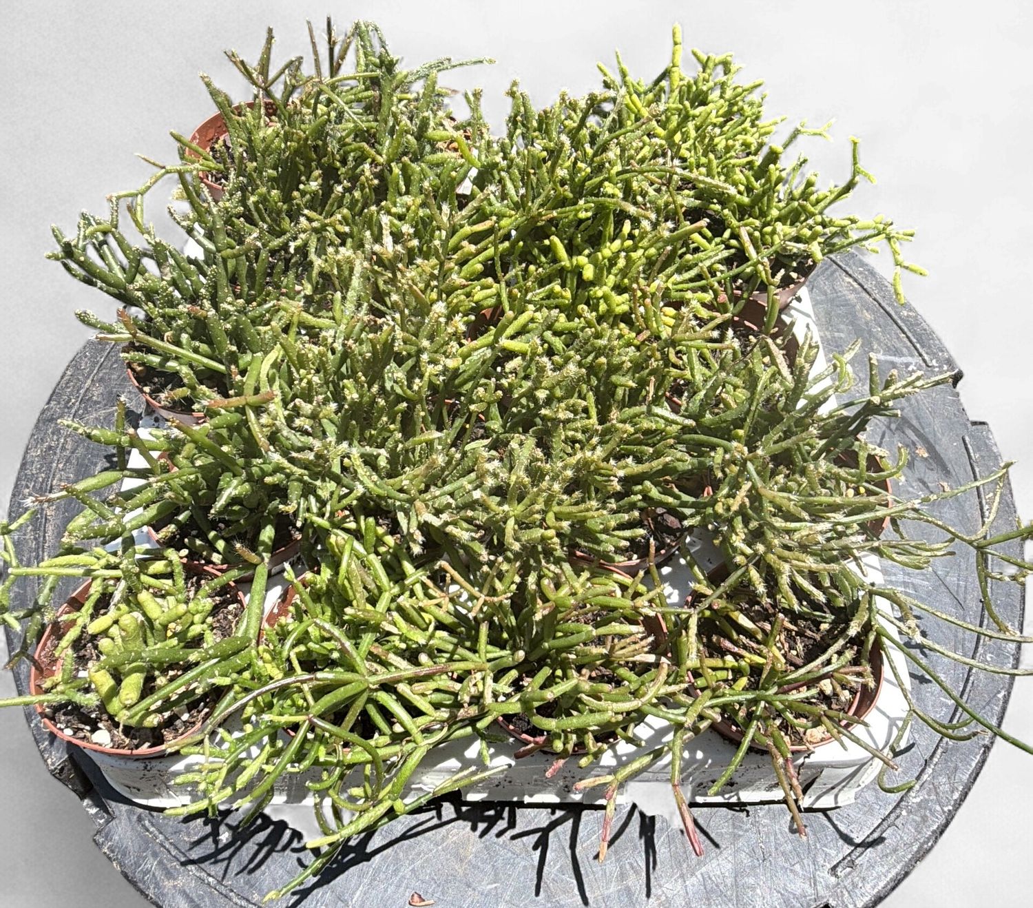 2" Assorted Rhipsalis