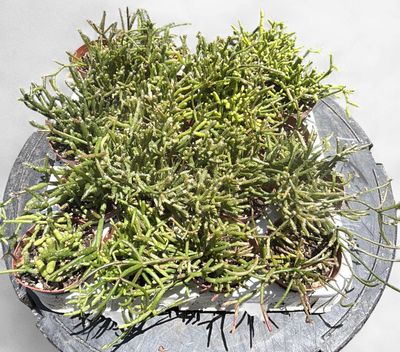 2" Assorted Rhipsalis