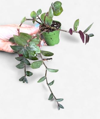 4" Tradescantia chrysophylla 'Baby Bunny Bellies'