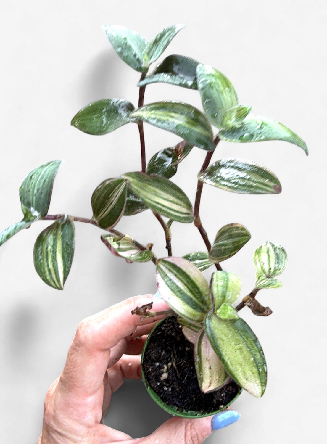 4" Tradescantia chrysophylla  'Baby Bunny Bellies Variegata'