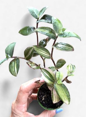 4" Tradescantia chrysophylla  'Baby Bunny Bellies Variegata'
