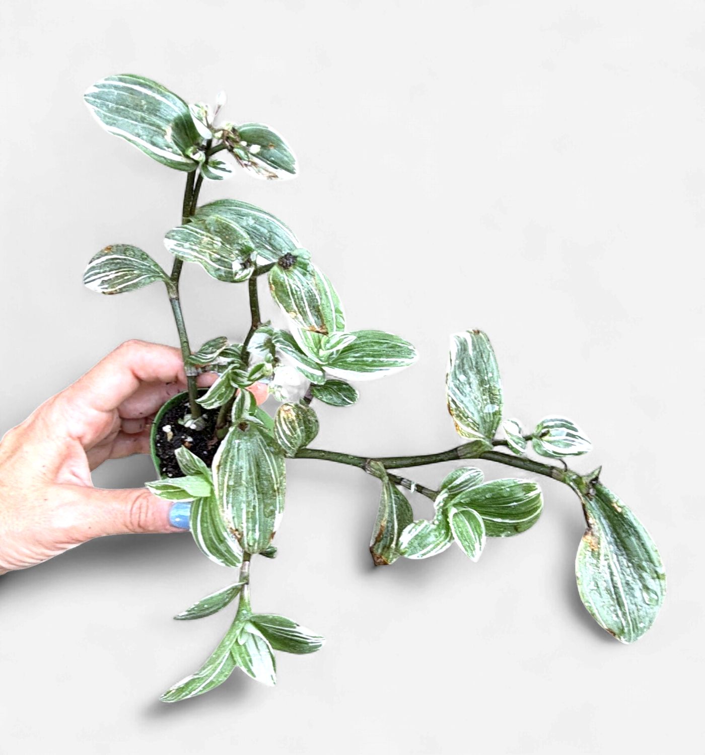 2" Tradescantia sanna Variegated
