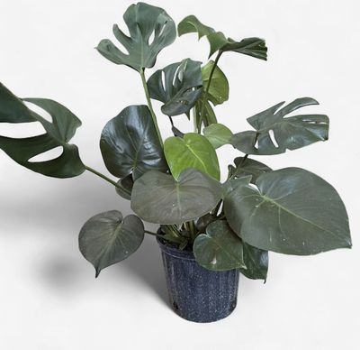 10" Monstera Deliciosa