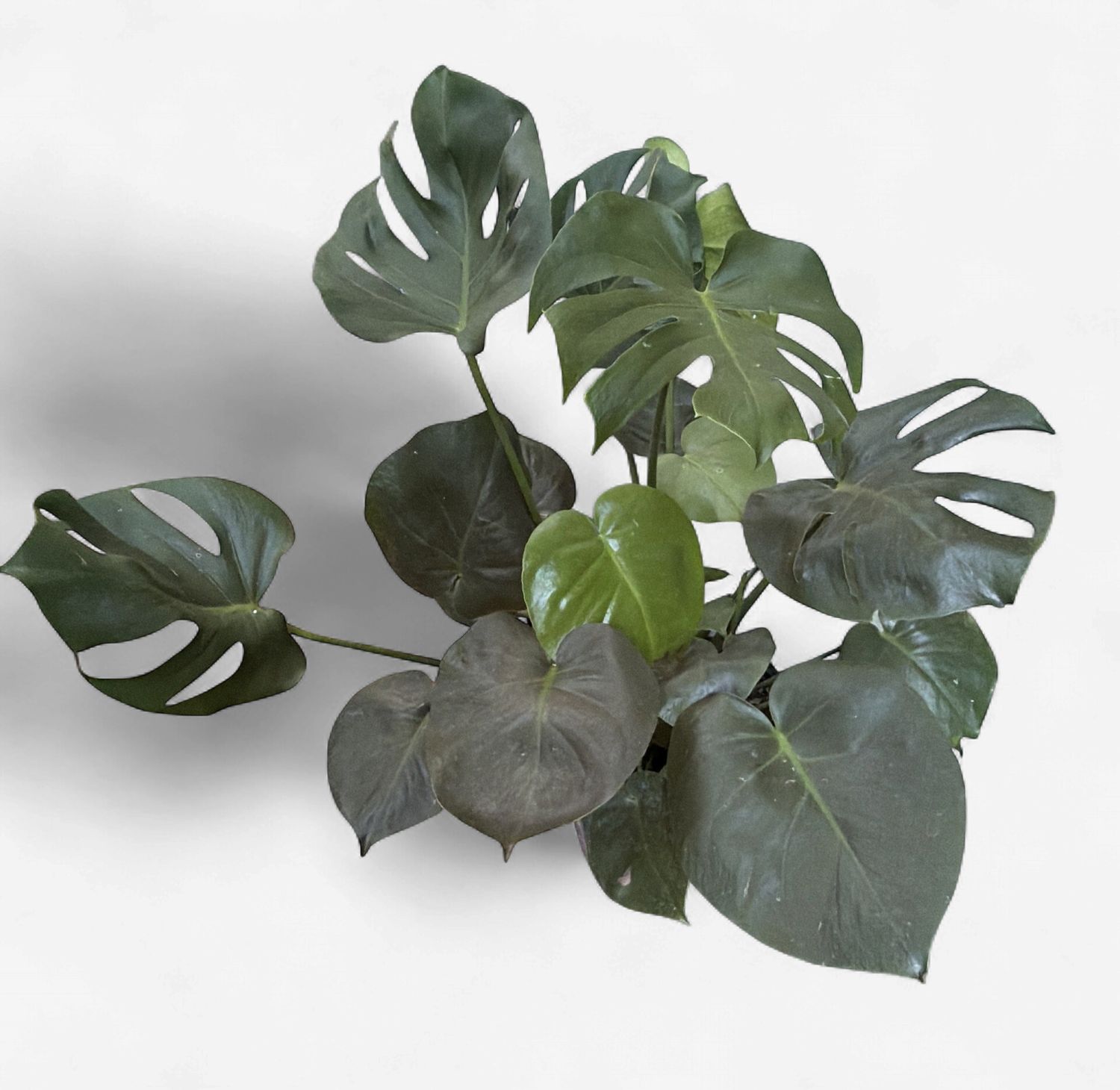 10" Monstera Deliciosa